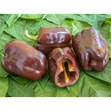 Paprika - Chocobel - BIODYNAMISCH