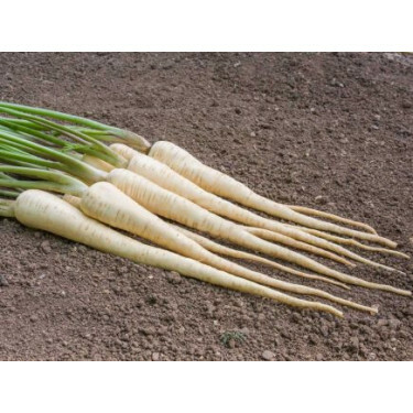 Pastinaak - White Gem - BIODYNAMISCH - 50% korting wegens verminderde kiemkracht
