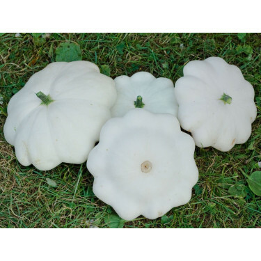 Patisson - blanc - BIODYNAMISCH