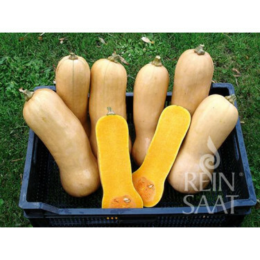 Pompoen - Butternut Waltham - BIO - 50% korting wegens verminderde kiemrkacht