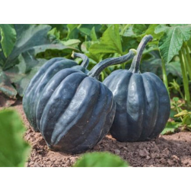 Pompoen -  Table Queen - BIODYNAMISCH