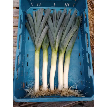 Prei - Blauwgroene winter - Het Eikelenhof - BIO
