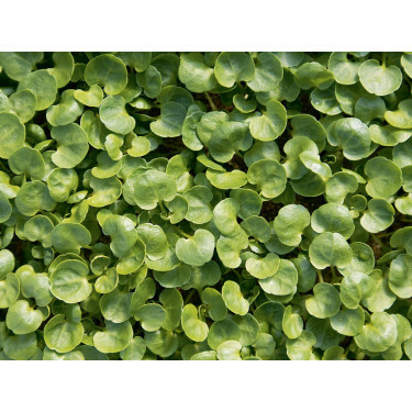 Nasturtium officinale - Waterkers - BIO