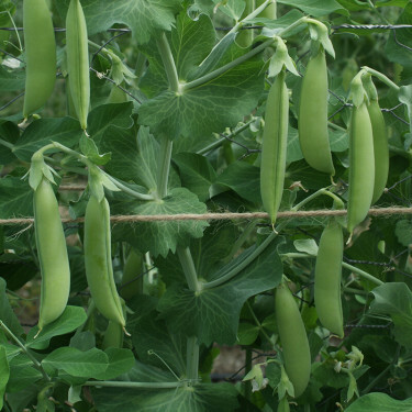 Suikererwt - Sugar snap - Nairobi - BIO