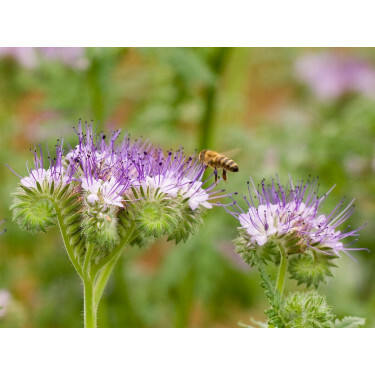 Phacelia - Phacelia tanacetifolia - BIO/BIODYNAMISCH