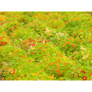 Tropaeolum majus - Oost-Indische kers niet-rankend - BIO