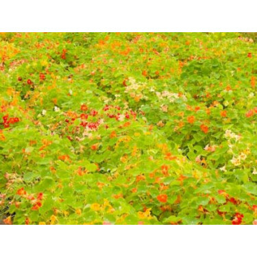 Tropaeolum majus - Oost-Indische kers niet-rankend - BIODYNAMISCH