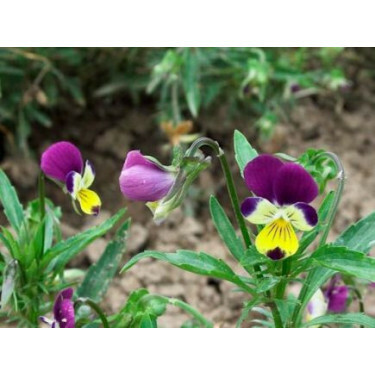 Viola tricolor - Driekleurig viooltje - BIODYNAMISCH
