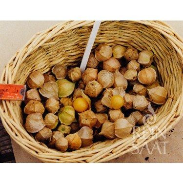 Kleine ananaskers - Physalis grisea - BIO