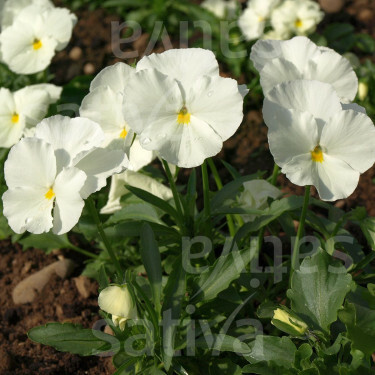 Viola wittrockiana - Viooltje - Jungfrau - BIODYNAMISCH