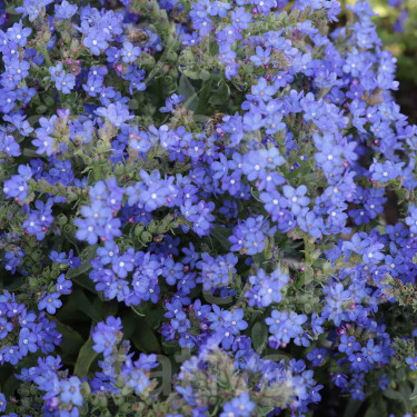 Anchusa officinalis - Ossetong /Zomer-vergeet-me-nietje - BIODYNAMISCH