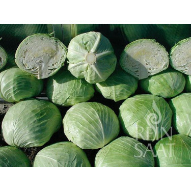 Witte kool - Holsteiner Platter - BIODYNAMISCH - 50% korting - verminderde kiemkracht