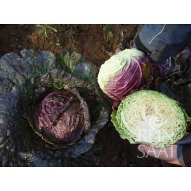 Savooiekool - Violaceo di Verona - BIODYNAMISCH - 50% korting - verminderde kiemkracht