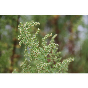 Artemisia annua - Zomeralsem - BIO