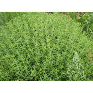 Bergbonenkruid - Satureja montana - BIO - 50% korting - verminderde kiemkracht