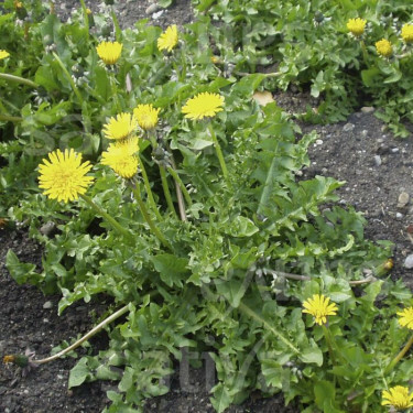 Taraxacum officinalis - Paardenbloem - BIO