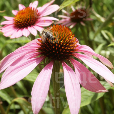 Echinacea purpurea - Rode zonnehoed - BIODYNAMISCH