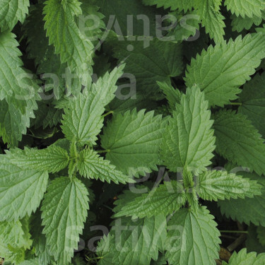 Urtica dioica - Grote Brandnetel - BIODYNAMISCH