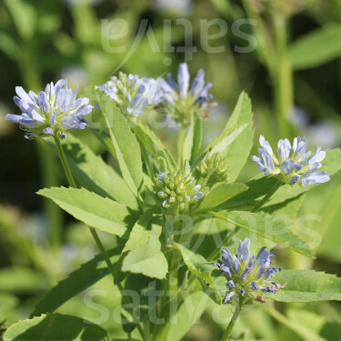 Trigonella caerulea - Hoornklaver -BIODYNAMISCH