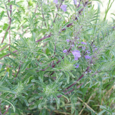 Dracocephalum moldavica - Drakenkop - BIODYNAMISCH