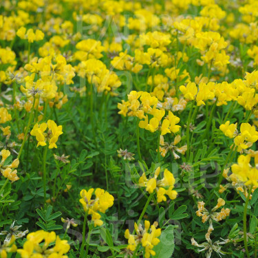 Lotus corniculatus - Gewone rolklaver - 10 kg - BIO