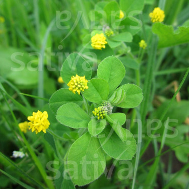 Medicago lupulina - Hopklaver - BIO