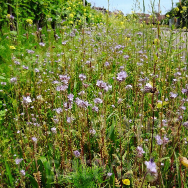 Tübinger bijenweide - BIO