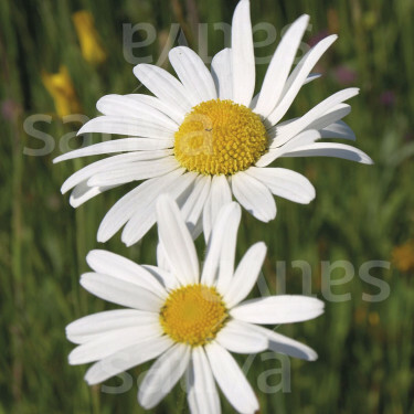 Chrysanthemum leucanthemum - Gewone margriet - BIODYNAMISCH