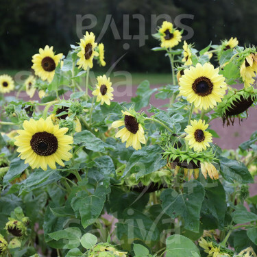 Helianthus annus - Zonnebloem - Primrose - BIODYNAMISCH