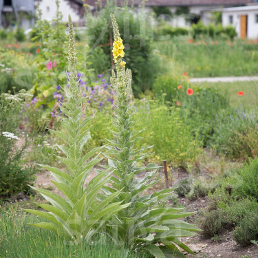 Verbascum phlomoides - Keizerskaars - BIODYNAMISCH