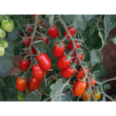 Tomaat - Datella - BIODYNAMISCH