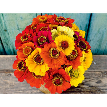 Zinnia elegans - Zinnia 'Sommer in Orange' - BIODYNAMISCH 