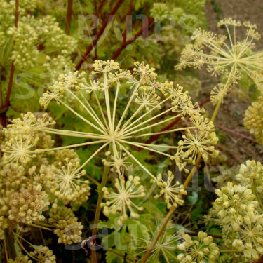 Angelica archangelica - Grote engelwortel - BIODYNAMISCH