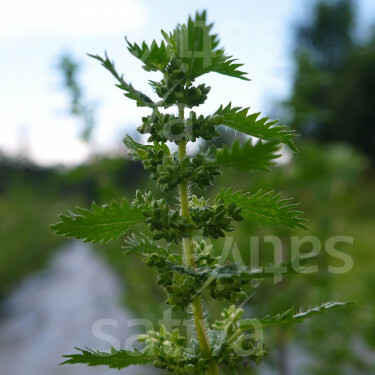 Urtica urens - Kleine brandnetel - BIODYNAMISCH