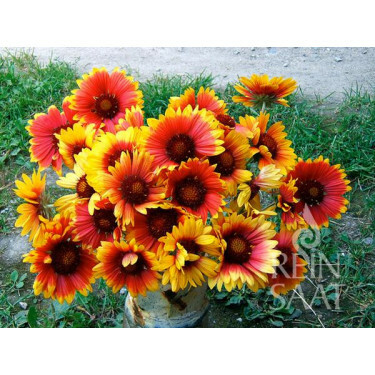 Gaillardia aristata - Kokardebloem - BIODYNAMISCH