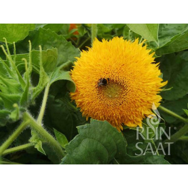 Helianthus annuus - Zonnebloem 'Gold Coin' - BIODYNAMISCH