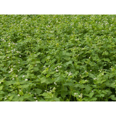 Snelle bodembedekker mengeling - 1 kg - voor 330 m² - BIO