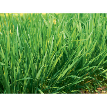 Semi-blijvende rogge - Secale multicaule - 1kg - BIODYNAMISCH