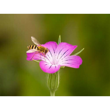 Agrostemma githago - Bolderik - BIODYNAMISCH 