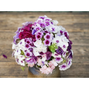 Vlambloem - Phlox drummondii - 'Märchenzauber' - BIODYNAMISCH