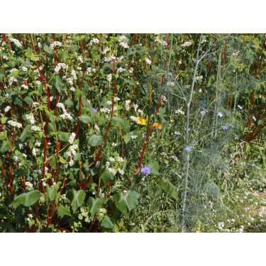 Hannover mengeling - 3 g - voor 3 m² - BIO