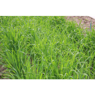 Japanse haver - Avena strigosa - Saia - 50 g - voor 4 m² - BIO