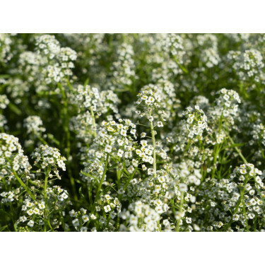 Lobularia maritima - Zilverschildzaad - BIO