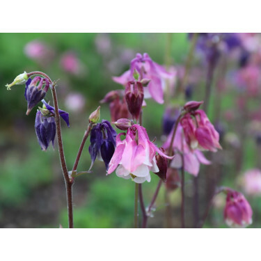 Aquilegia vulgaris - Akelei - BIODYNAMISCH
