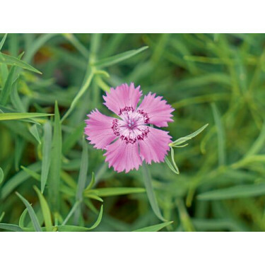 Dianthus amurensis - Chinese anjer - BIODYNAMISCH