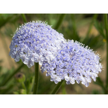 Trachymene coerulea - Blauwe kantbloem - BIODYNAMISCH
