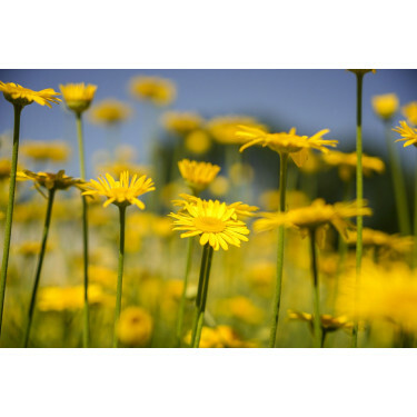 Anthemis tinctoria - Gele kamille - BIODYNAMISCH