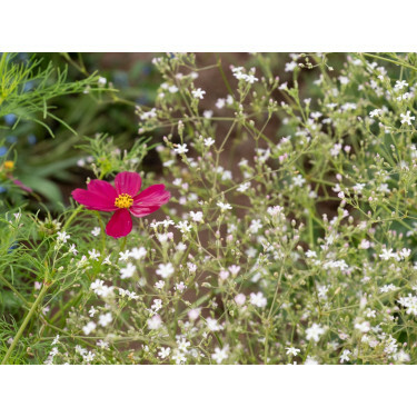 Gypsophila paniculata - Pluimgipskruid 'Elsa' - BIO