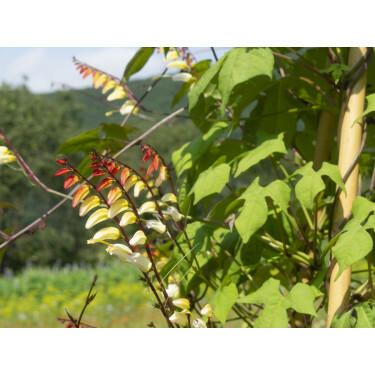 Ipomoea lobata - Spaanse vlag/Mina lobata - BIODYNAMISCH