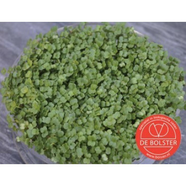 Kiemgroente Broccolikers 25g - BIO